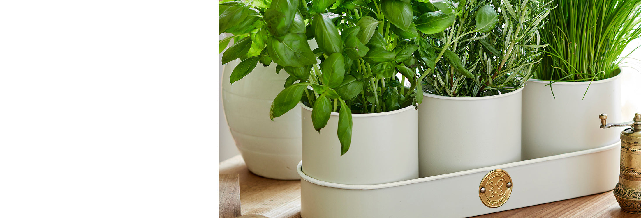 Growing  your own herbs