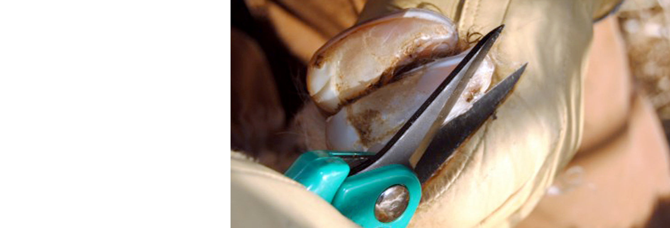Trade Footrot & Dressing Shears