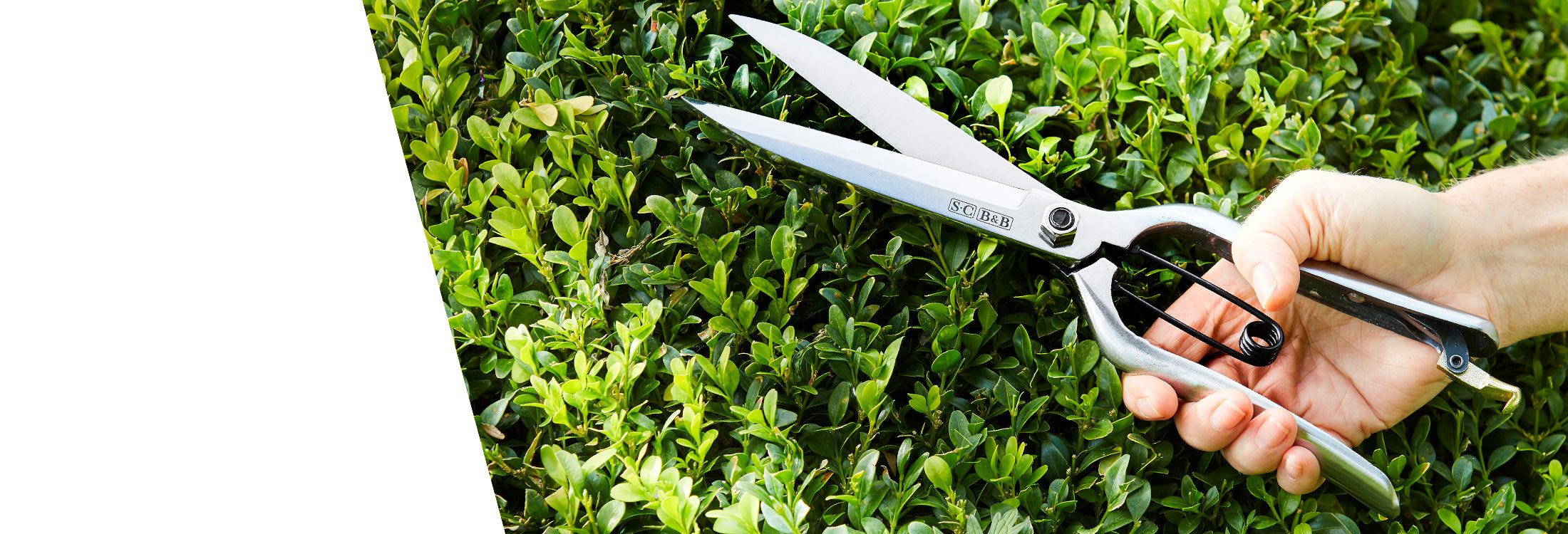 Trade Topiary Care