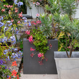 Container Scoop - RHS-Endorsed