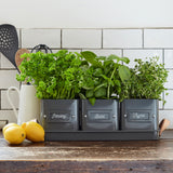 3 herb pots in a leather handled tray, by Burgon & Ball