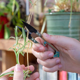Mini Snips by Burgon & Ball