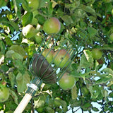 Apple picker from Burgon & Ball