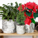 Silver Birch Pot