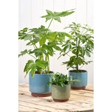 Malibu indoor pots by Burgon & Ball