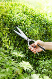 Sophie Conran for Burgon & Ball topiary shear
